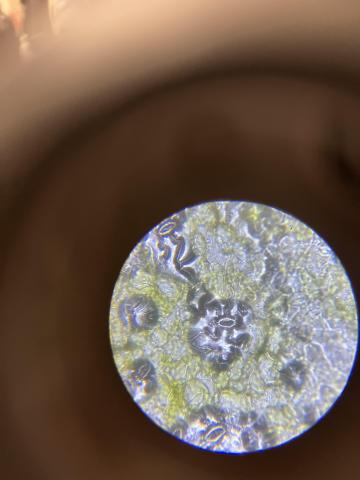 a second leaf under the microscope